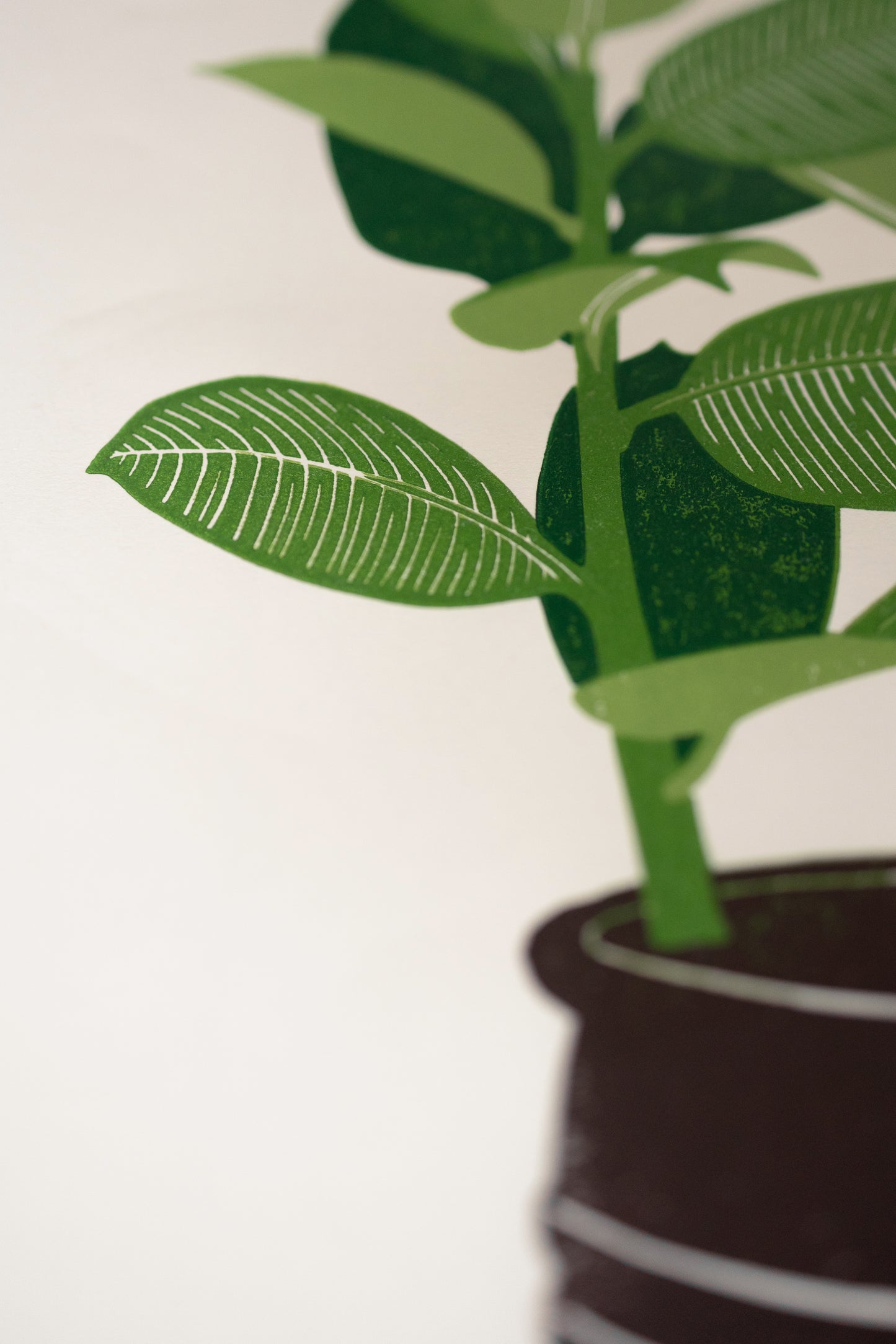 Ficus plant