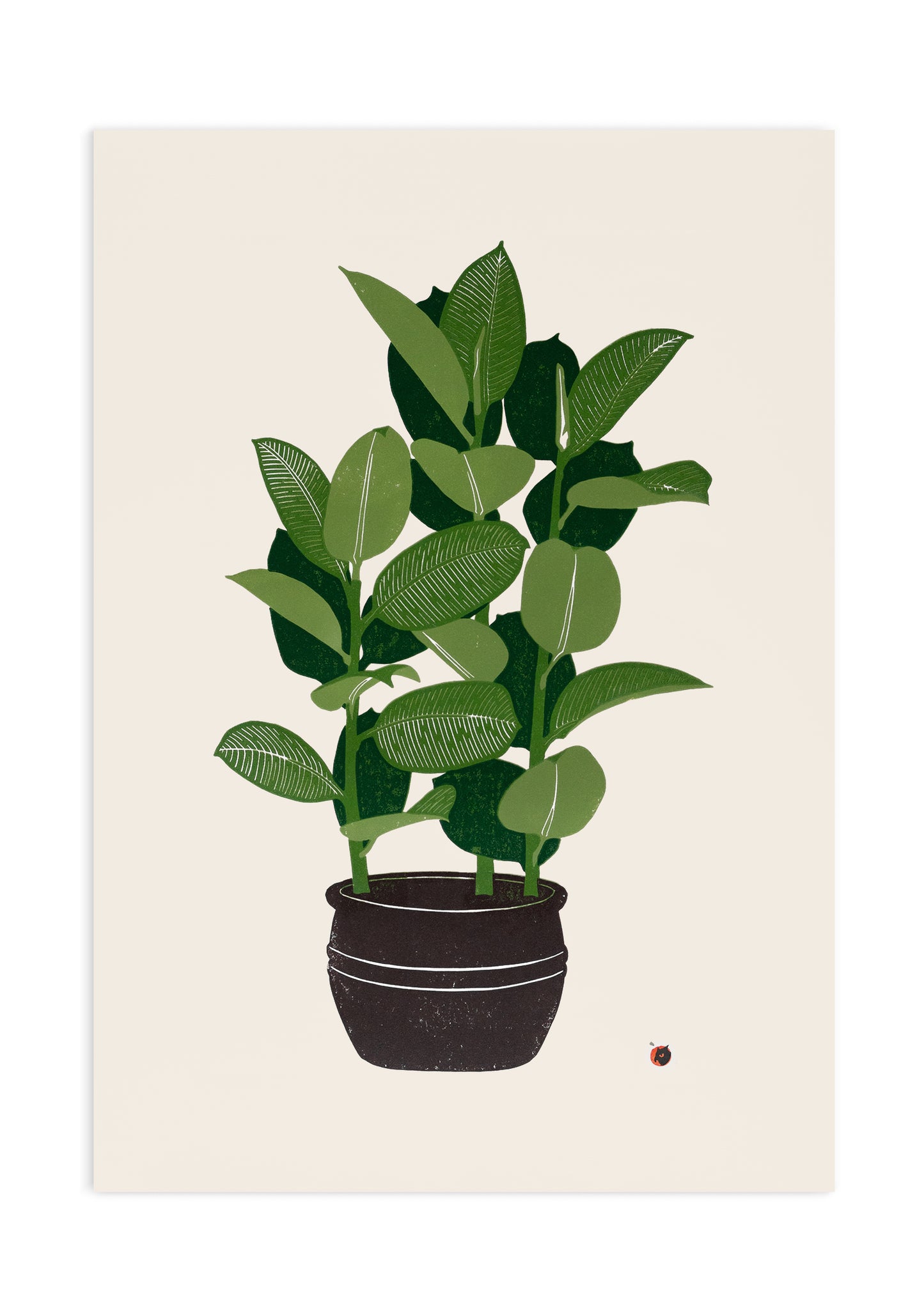 Ficus plant